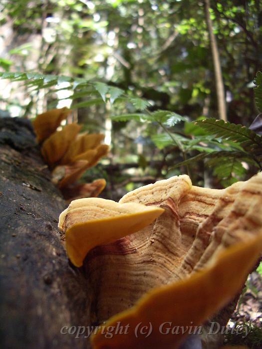 Bracket fungi, Binna Burra IMGP1359.JPG